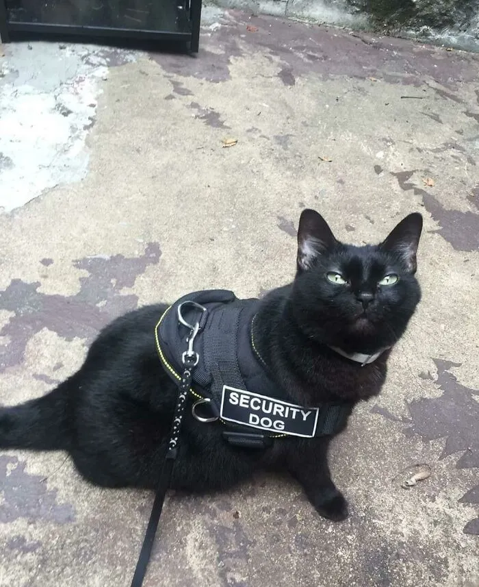 Perro de seguridad