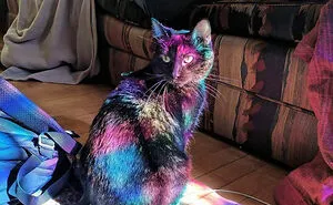 50 Cats Acting So Cute, People Just Had To Stop And Snap A Picture
