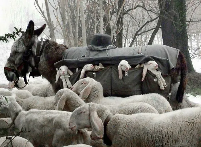 Burro con bolsa para ovejas y corderos asomando en un paisaje rural con animales adorables y nieve en invierno.
