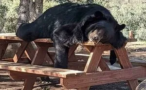 50 Unforgettable Moments Captured When Animals Did Something Hilariously Silly (New Pics)