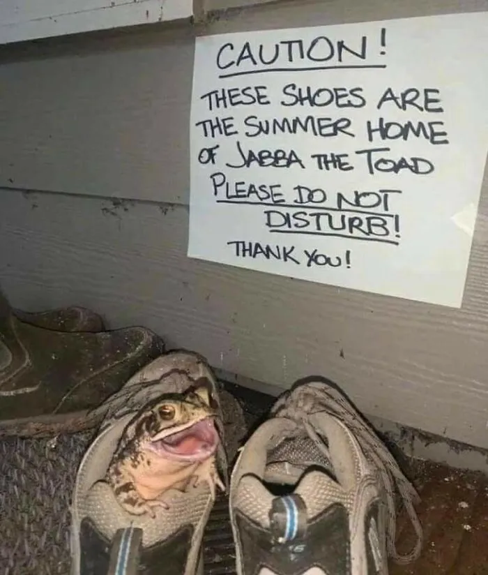 Jabba