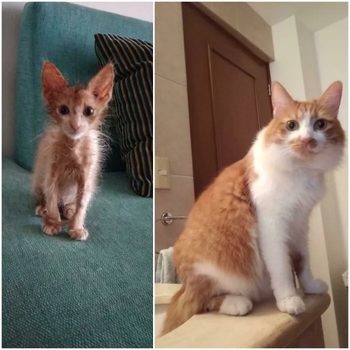 Lo encontré todo flaquito y enfermo… ¡Ahora dos años después, miren a este hermoso muchacho!