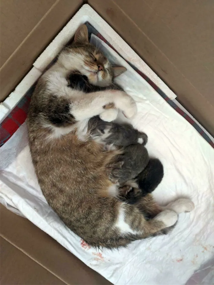 Today Our Cat Gave Birth To 4 Kittens, And Her Blissful Exhausted Face While Hugging Her Baby Is One Of The Most Beautiful Things I've Seen