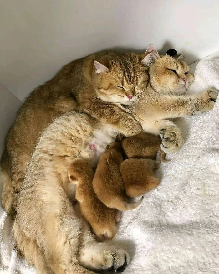 Una familia de gatos… 