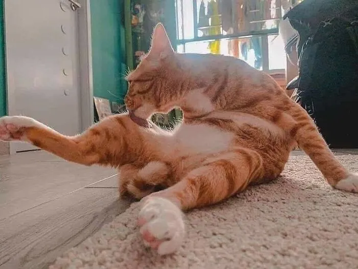 Este gato les manda amor a todos
