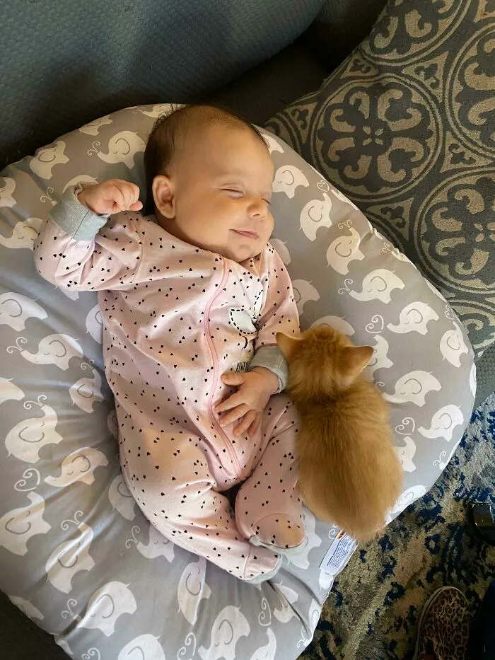 Nuestra gata tuvo gatitos 2 días después de que nació nuestra bebé. El gatito de la foto siempre sube a su camita cada vez que puede. Creo que estos dos están destinados a ser mejores amigos 