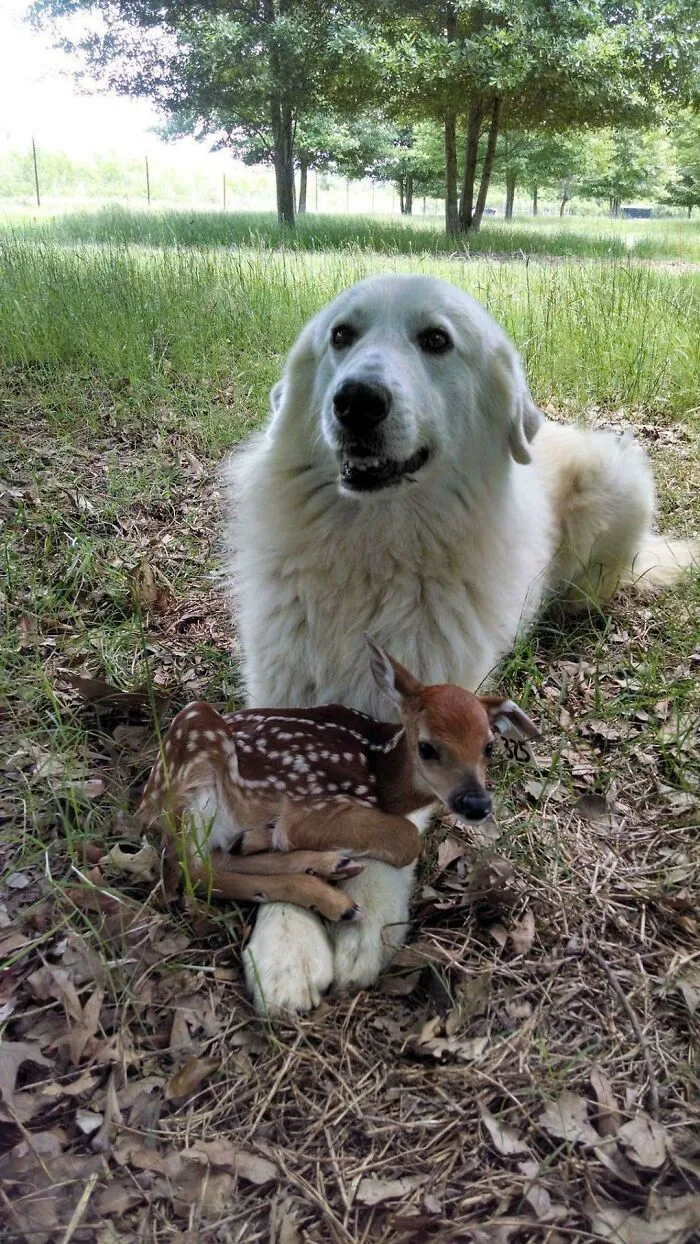 Sólo un perro viejo y su amiguito
