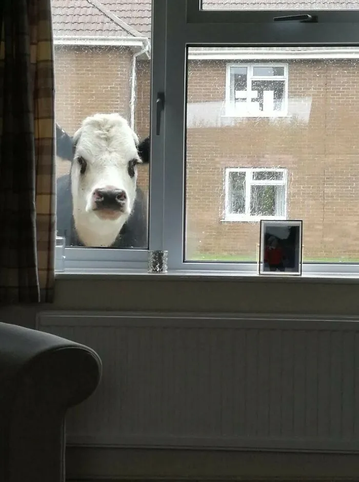 Just Looked Up From My Breakfast To This