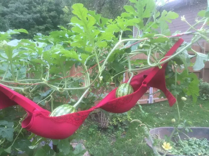 My Melons Needed Some Support