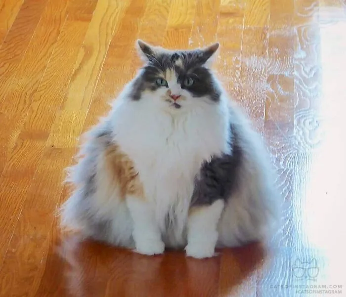 Does My Winter Coat Make Me Look Chonk?