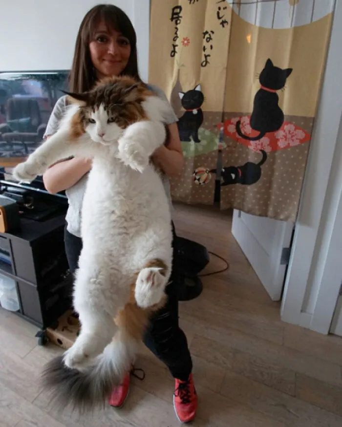 El gato más grande de Nueva York y posiblemente del mundo. 12,7 kilos