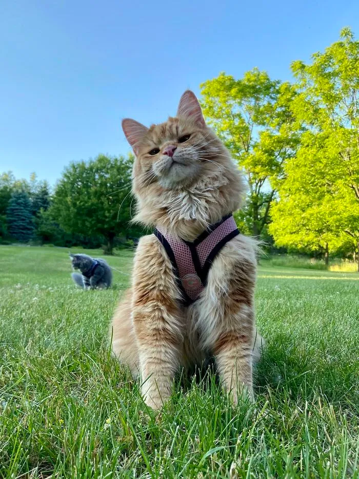 Chip explorando