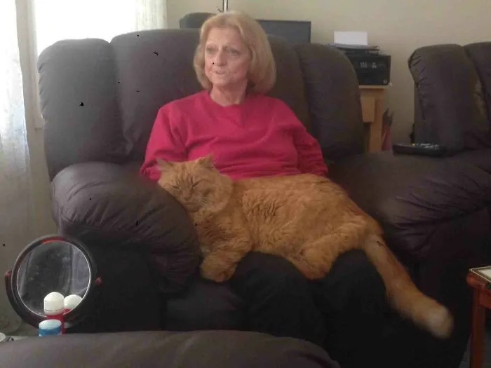 Finally Got A Photo Showing How Huge My Parents Cat Is