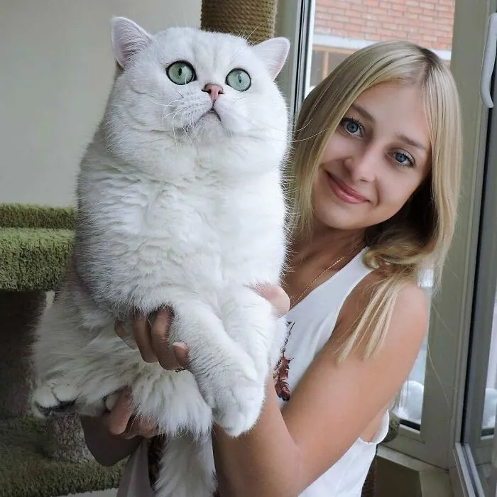 This Cat Is Huge!!!