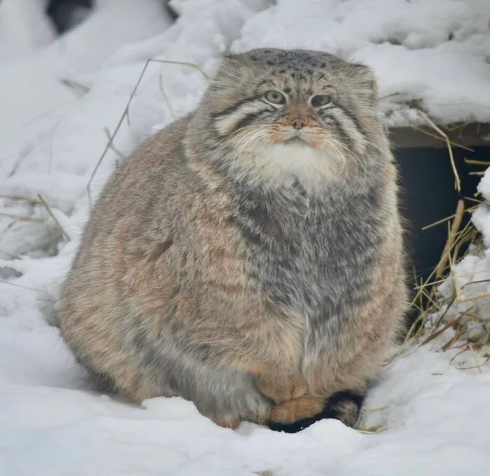 Illegally Fluffy