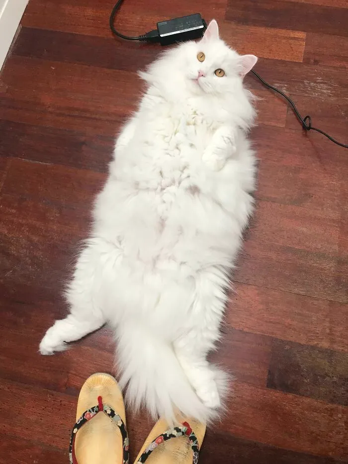 Mi enorme gato rescatado