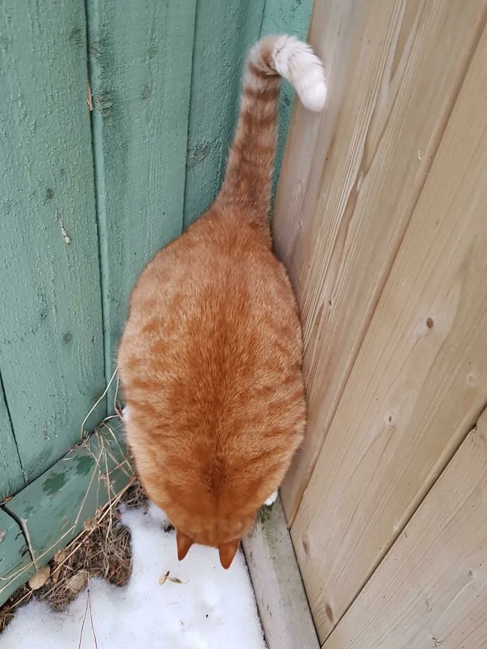 Charlie 