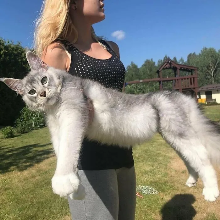 Big Boye