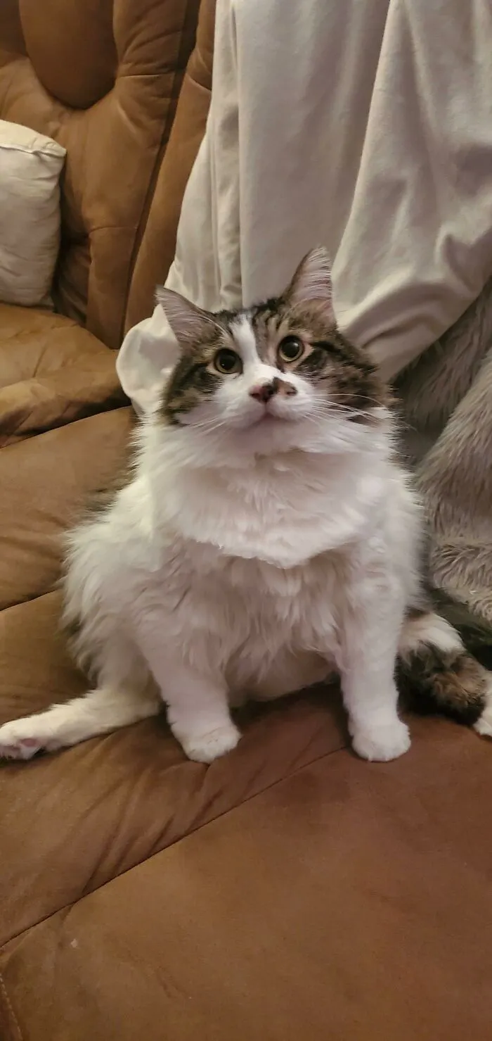 Daemon, pesa 11 kilos