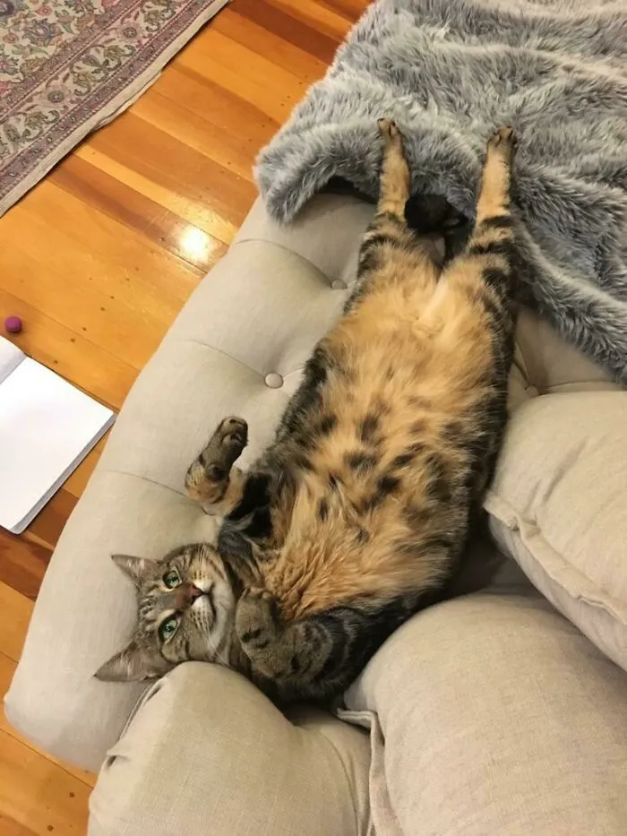 Gato enorme