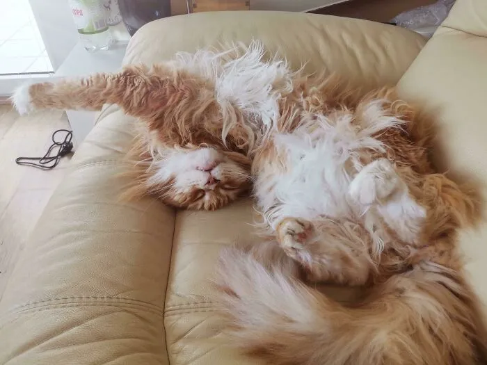 8 kilos de Tiger durmiendo
