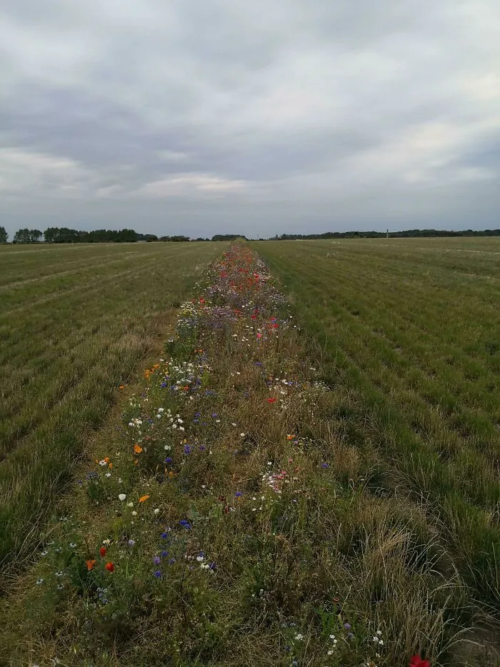 Our Local Farmers Have Established So-Called "Flora Belts" For The Bees In Their Fields (Funen, Denmark)