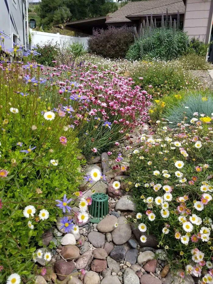 A Year After We Got Rid Of The Drought Tolerant Weeds And Planted Drought Tolerant Flowers, Yard Is In Full Effect
