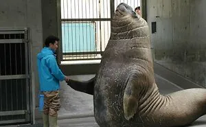 50 "Absolute Unit" Posts That Show Just How Big Things Can Get (New Pics)