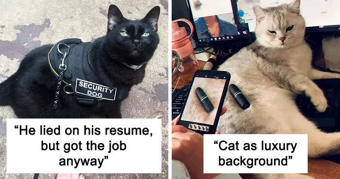 This Online Group Is Dedicated To Cats With Jobs, And Here Are 38 Of Them
