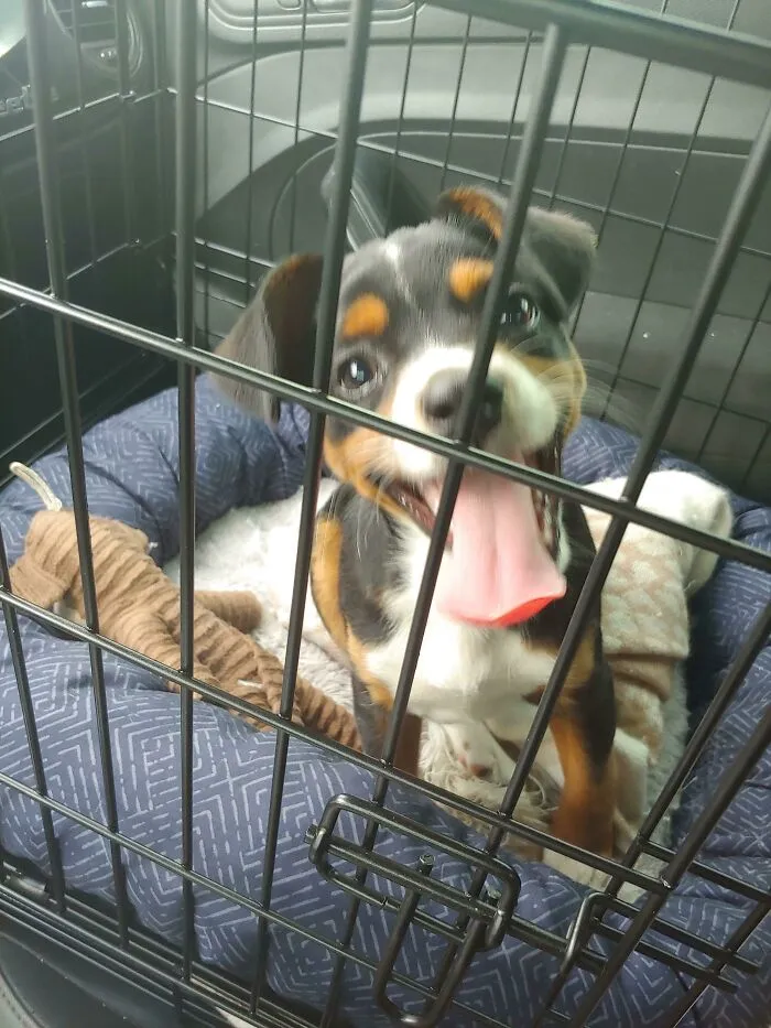 ¡Este es mi nuevo amigo, Harvey! ¡Tomé esta foto minutos después de adoptarlo!