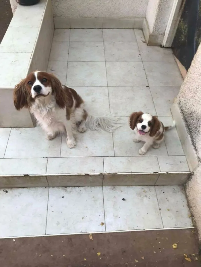 Hace unas semanas adopté un cachorro (a la derecha) y hoy ha aparecido un nuevo perro delante de la puerta y parece que es el mismo perro del futuro y está intentando advertirse a sí mismo de algo