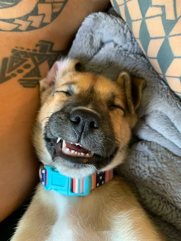 Yesterday, I Helped This Sweet Girl Get Adopted. Her Parents Sent Me This Photo Of Her In Their New Home