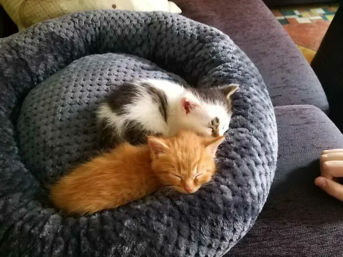 Los gatitos que acabo de adoptar