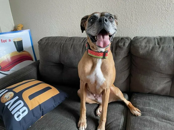 Después de pasar la mayor parte de mi vida adulta viviendo en apartamentos pequeños, finalmente me mudé de la ciudad y pude adoptar a esta chica feliz. ¡Os presento a Grace!