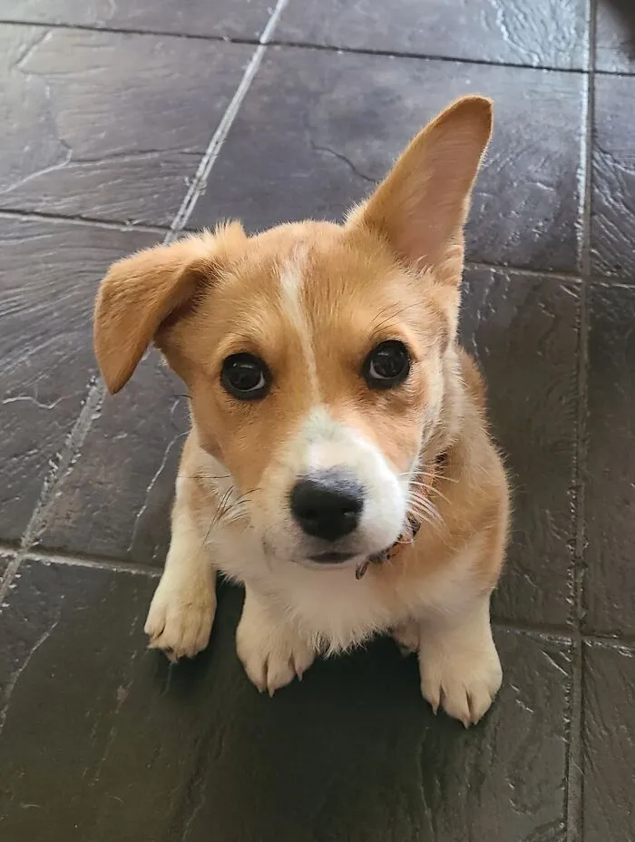 Adoptamos un Corgi hace dos semanas ¡Una de sus orejas acaba de levantarse de la noche a la mañana!