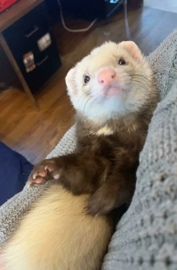 Estoy tan feliz de haber adoptado a este chico