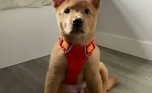 50 Of The Most Wholesome Rescue Pet Photos This April