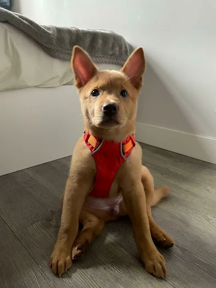 After Fostering 4 Pups Over A Period Of 3 Mths, I’ve Decided To Adopt The 5th One! You’re Coming With Me Wherever I Go From Now On! Welcome To Your Forever Family, Haribo!