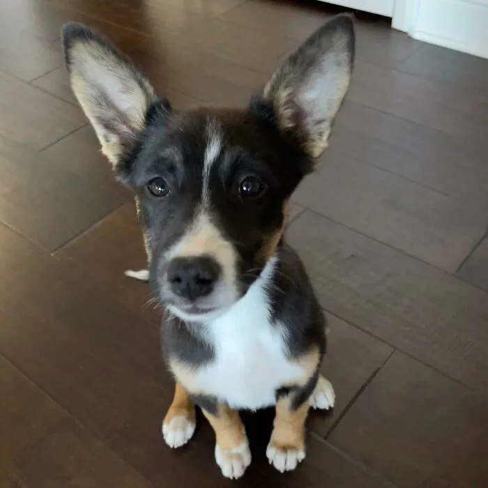 Conoce a Sally. Tiene 12 semanas de edad y acabamos de adoptarla de un refugio