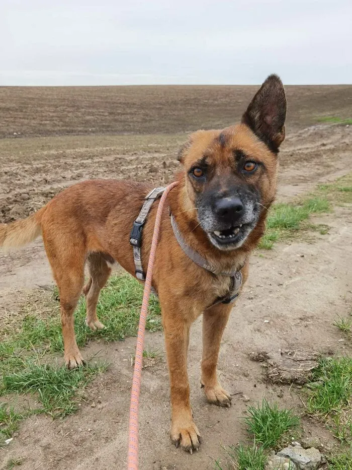 Meet Van Gogh. Trying To Get Him To Pose For His Adoption Photo