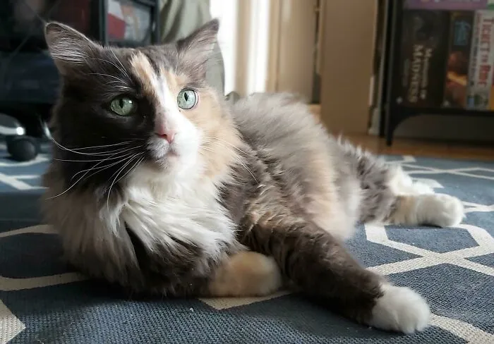 Acabamos de adoptar a esta hermosa señora mayor y ya estoy tan enamorada de ella