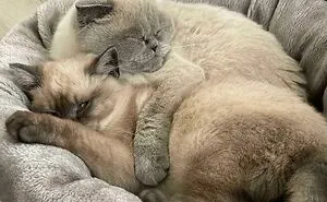 50 Of The Most Wholesome Rescue Pet Photos This April