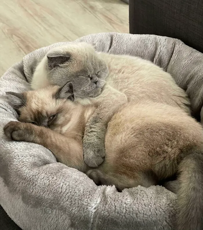 We Adopted Him Two Weeks Ago. This Is Their First Cuddle
