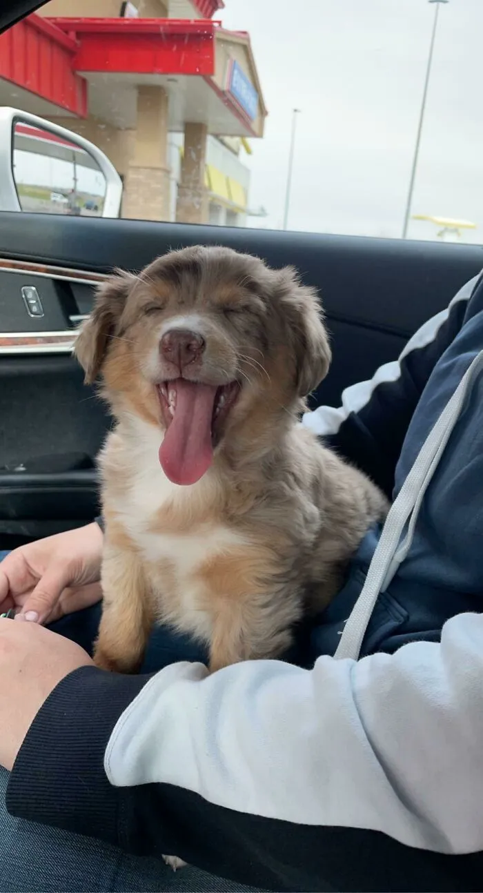 Esta pequeña Aussie Tyke fue adoptada por mi mamá. No puedo esperar a presentarla al resto de la familia