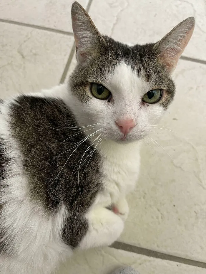 This Is Old Lady (Almost 18), Her Family Of 16 Years Gave Her To A Shelter Where She Lived For Almost A Year, Until We Adopted Her A Few Months Ago. Giving Her The Best Life Possible