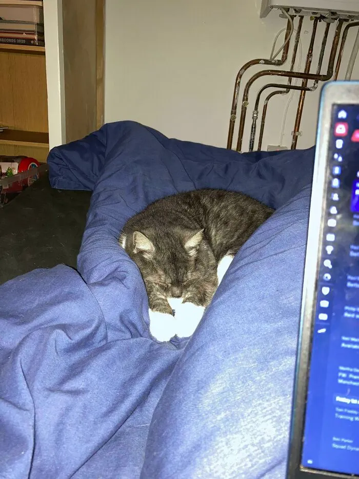 Recientemente adopté un gato callejero, hace dos semanas no quería estar en la misma habitación que un humano. Esta noche, arañó la puerta de mi habitación para entrar. Sin embargo, ¡no se toca!