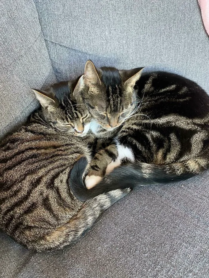 Dos días después de la adopción y ya se han acomodado