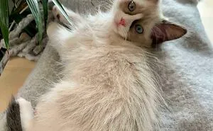 50 Of The Most Wholesome Rescue Pet Photos This April