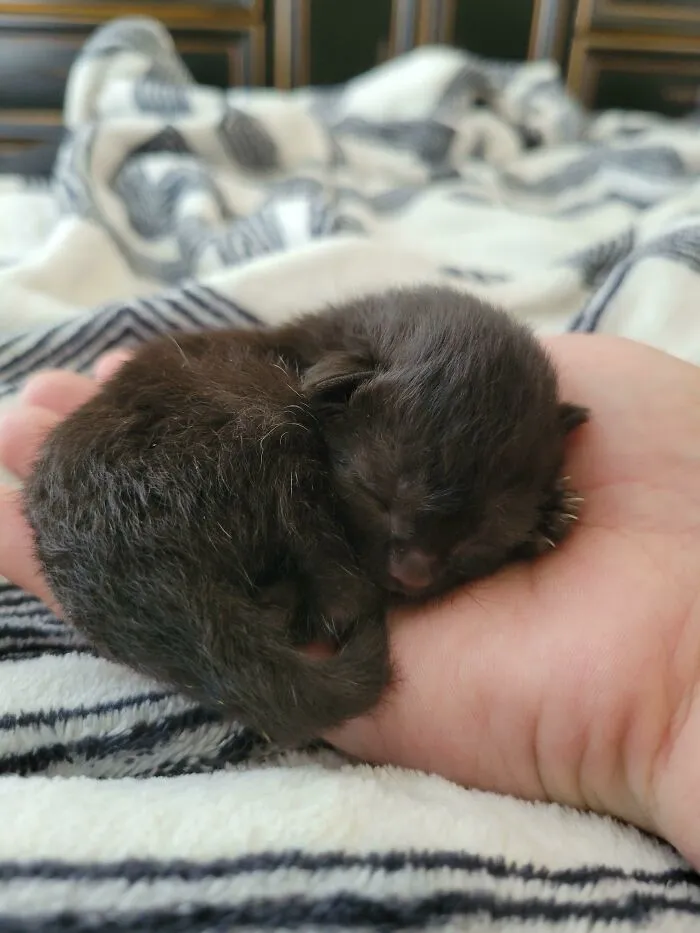 ¡Gatita de 4 días! Su mamá desapareció, así que la estoy adoptando y alimentando con biberón