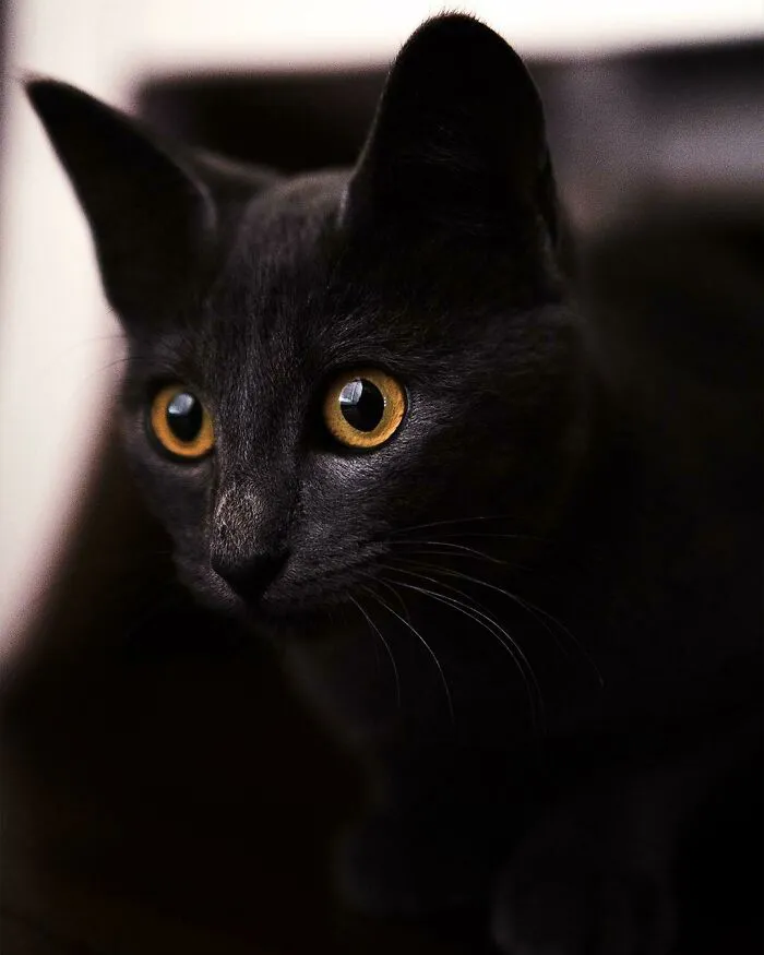 He querido adoptar un gato durante mucho tiempo y finalmente tuve la oportunidad de hacerlo. ¡Aquí está Kiki, mi gatito de 3 meses!